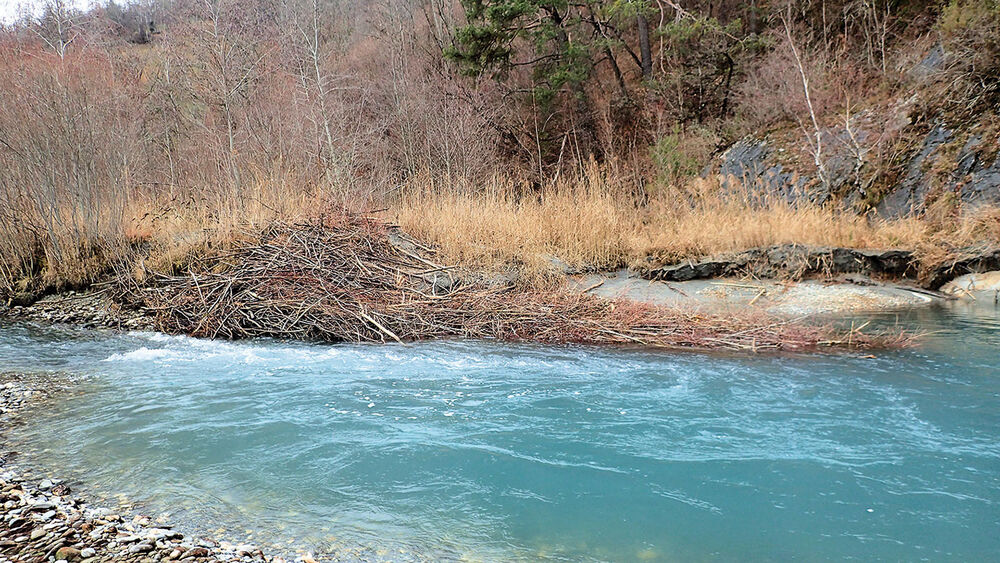 Bündner Alpenrhein – Silberstreifen am Horizont (Teil 2) | petri-heil