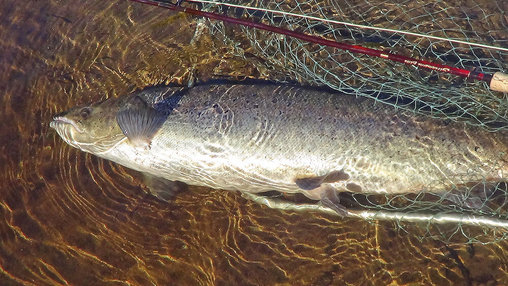 Der atlantische Lachs kämpft ums Überleben petriheil.ch Dein Schweizer Fischereimagazin