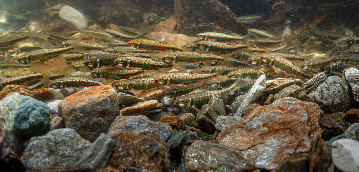 Fisch des Jahres 2026 – Elritze