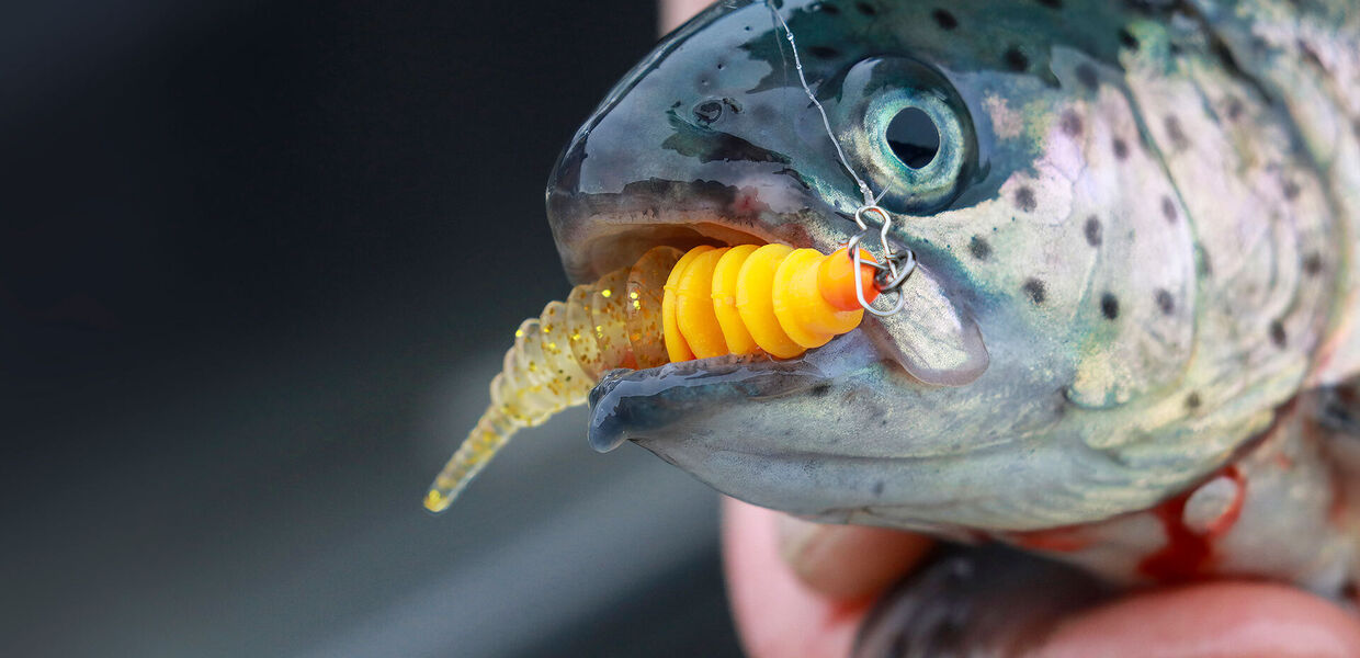 Mit Micro-Jigs auf Lungerersee-Forellen