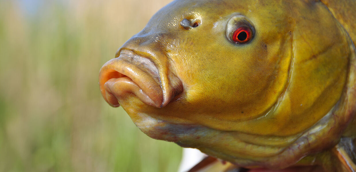 [Schleie:] Ein perfekter Aprilfisch!