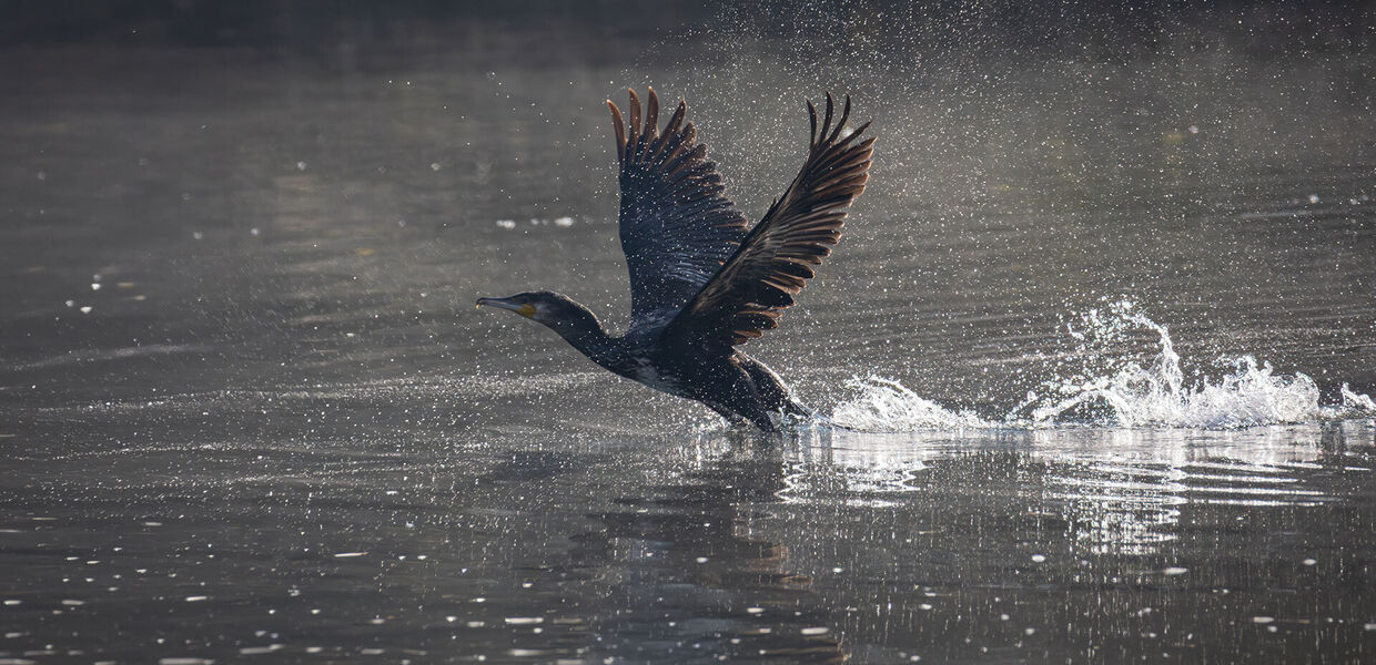 [Zum Kormoran:] Die Position der Hobbyfischer