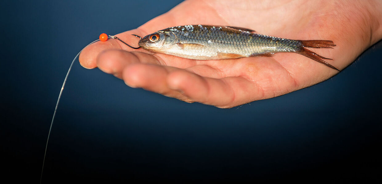 [Einfaches Fischen auf Egli:]</br>Mit Köderfisch und Lockperle