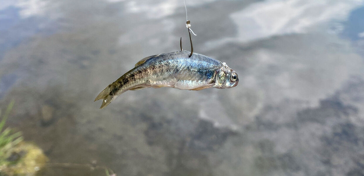 [Am Bergsee:] Köderfisch des Jahres