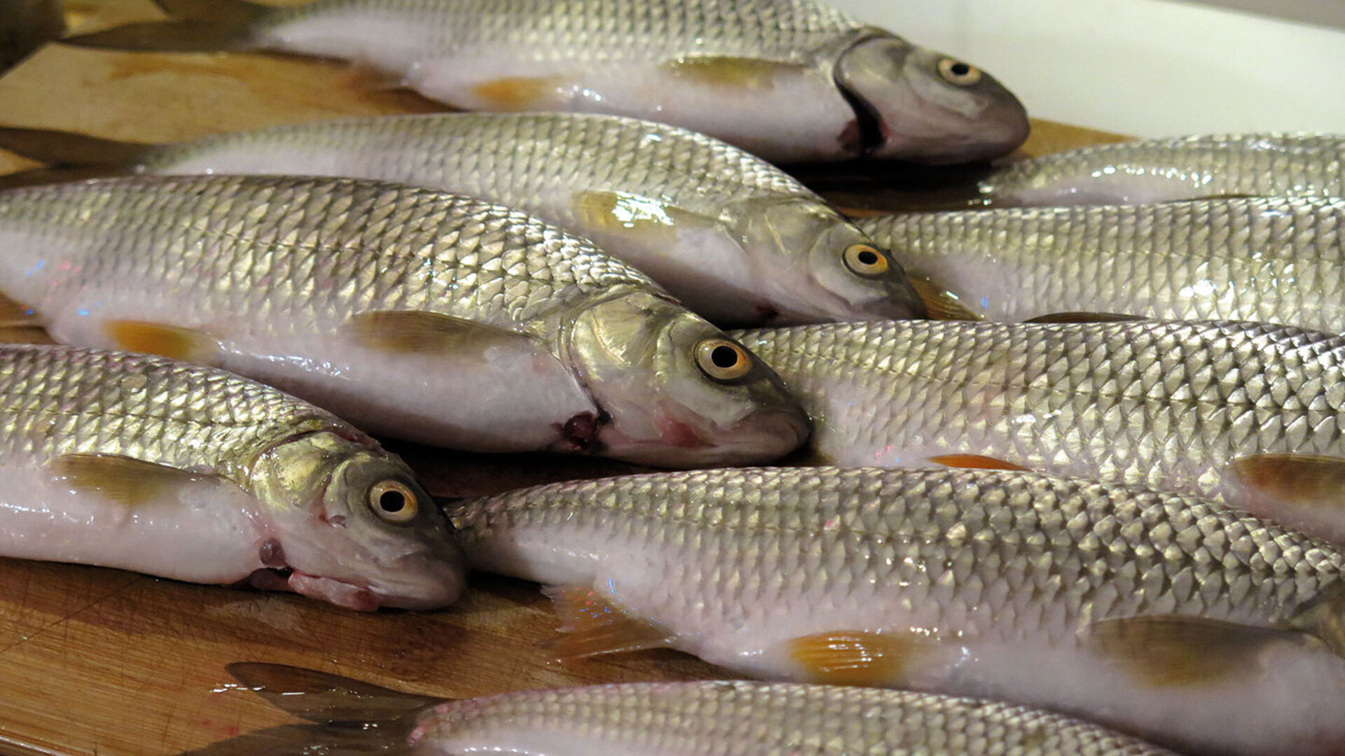 «Wir konsumieren die falschen Fische!»