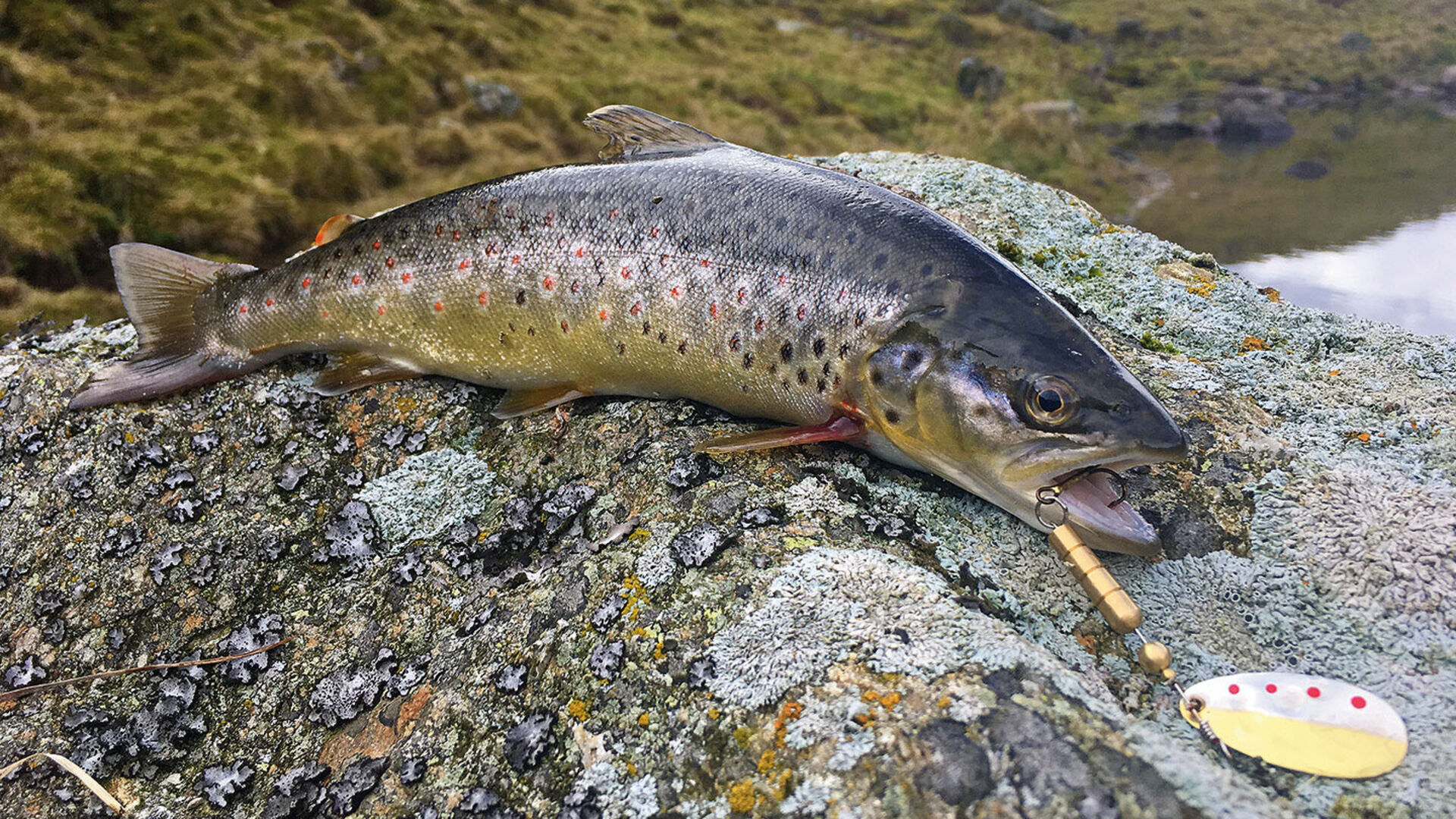 Pêche au lancer pour la truite de printemps