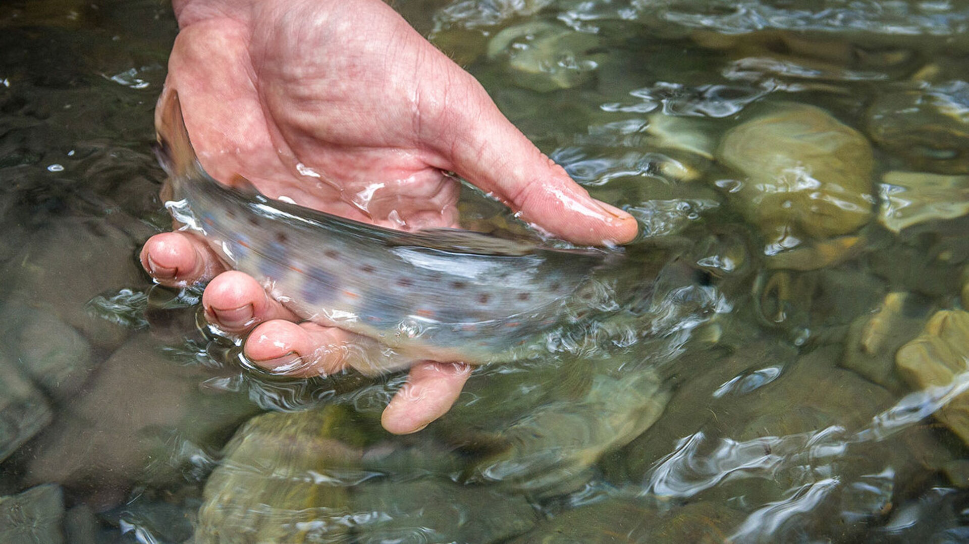 Vom Haken zurück ins Wasser