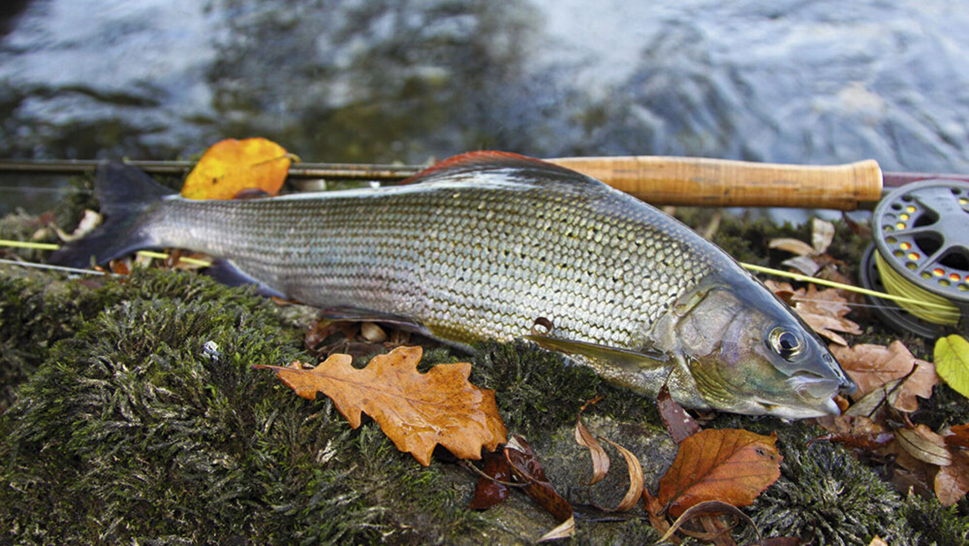 Herbstliches Fliegenfischen