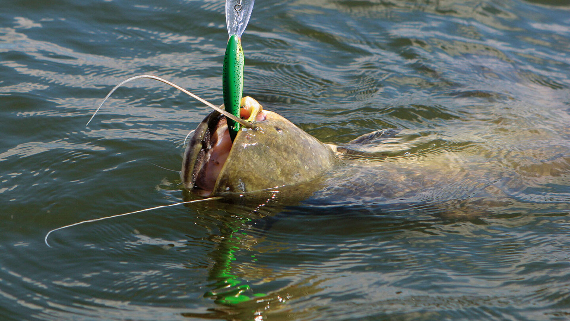 Schleppfischen auf Wels