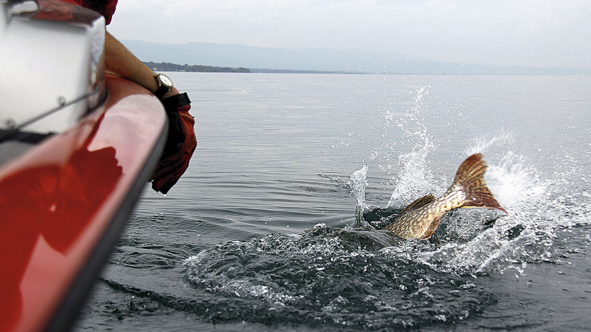 Grands brochets du Lac Léman