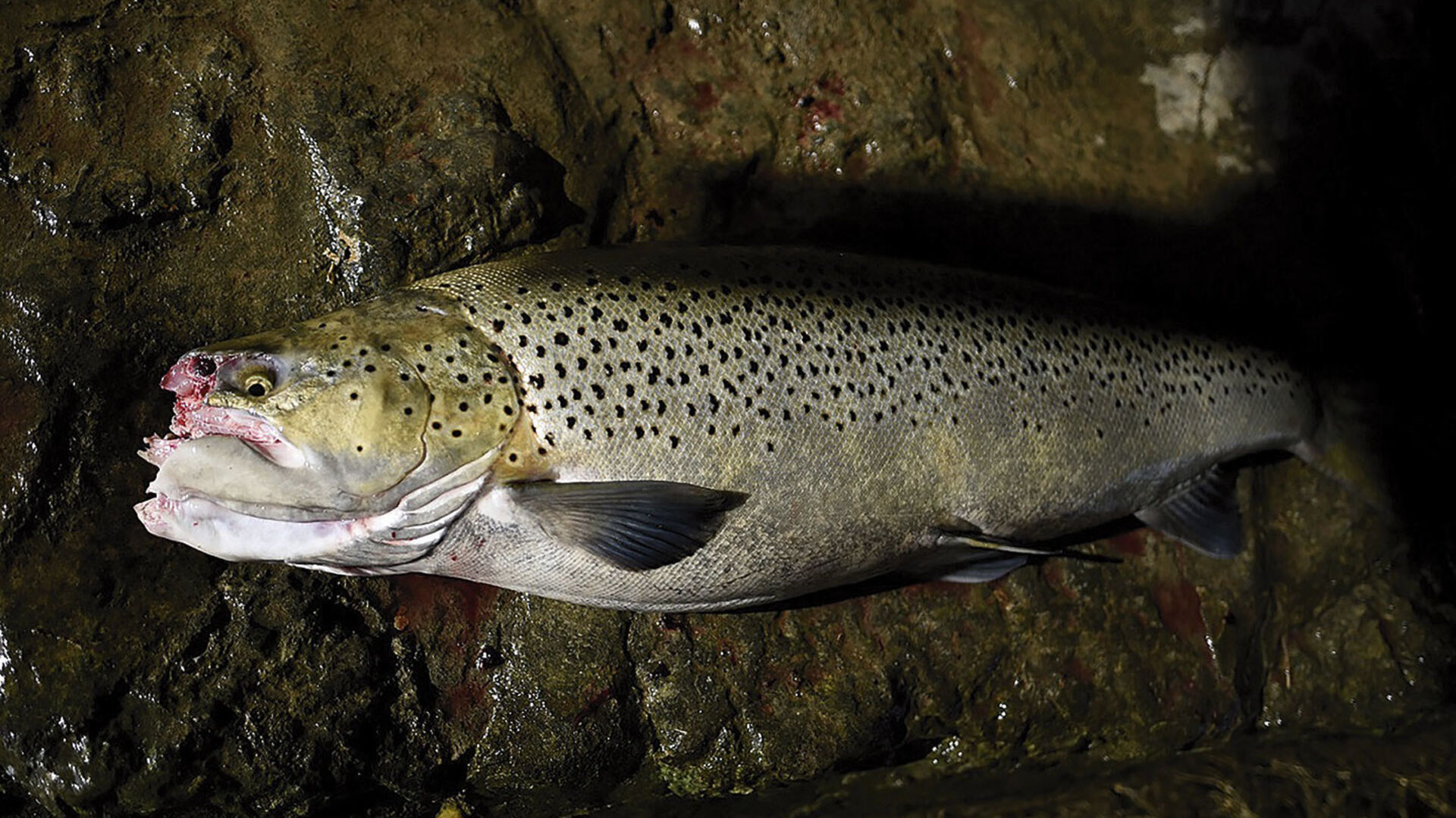 «Journée noire pour les poissons migrateurs»