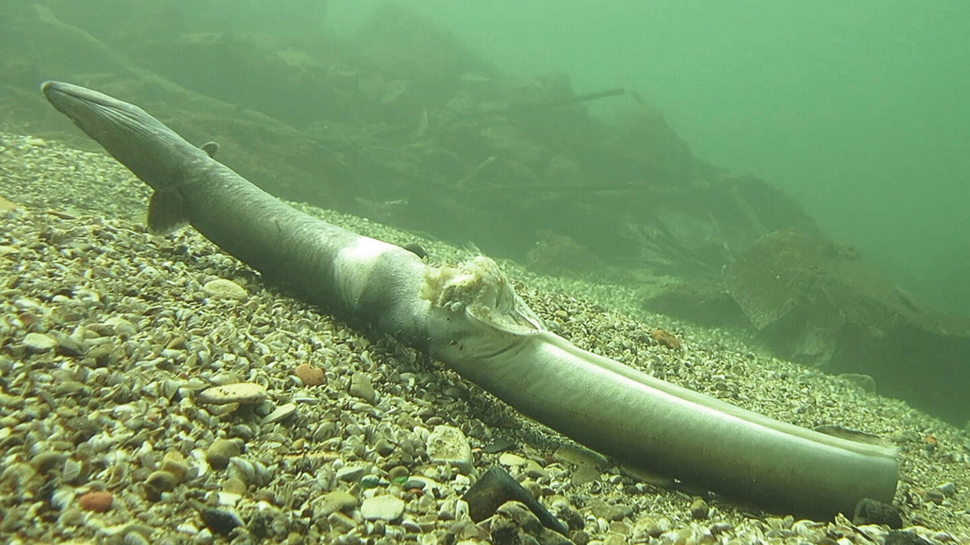 «Ökostrom» mit Fischgeschnetzeltem