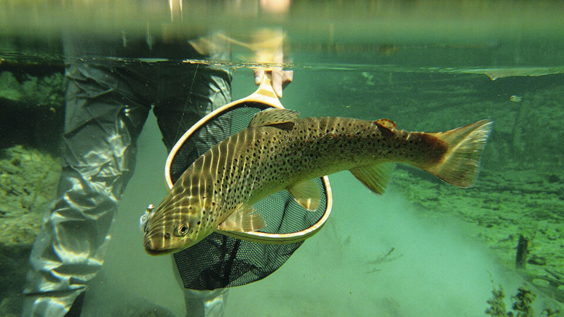 [Fische richtig landen:]</br>Vergleich unterschiedlicher Methoden