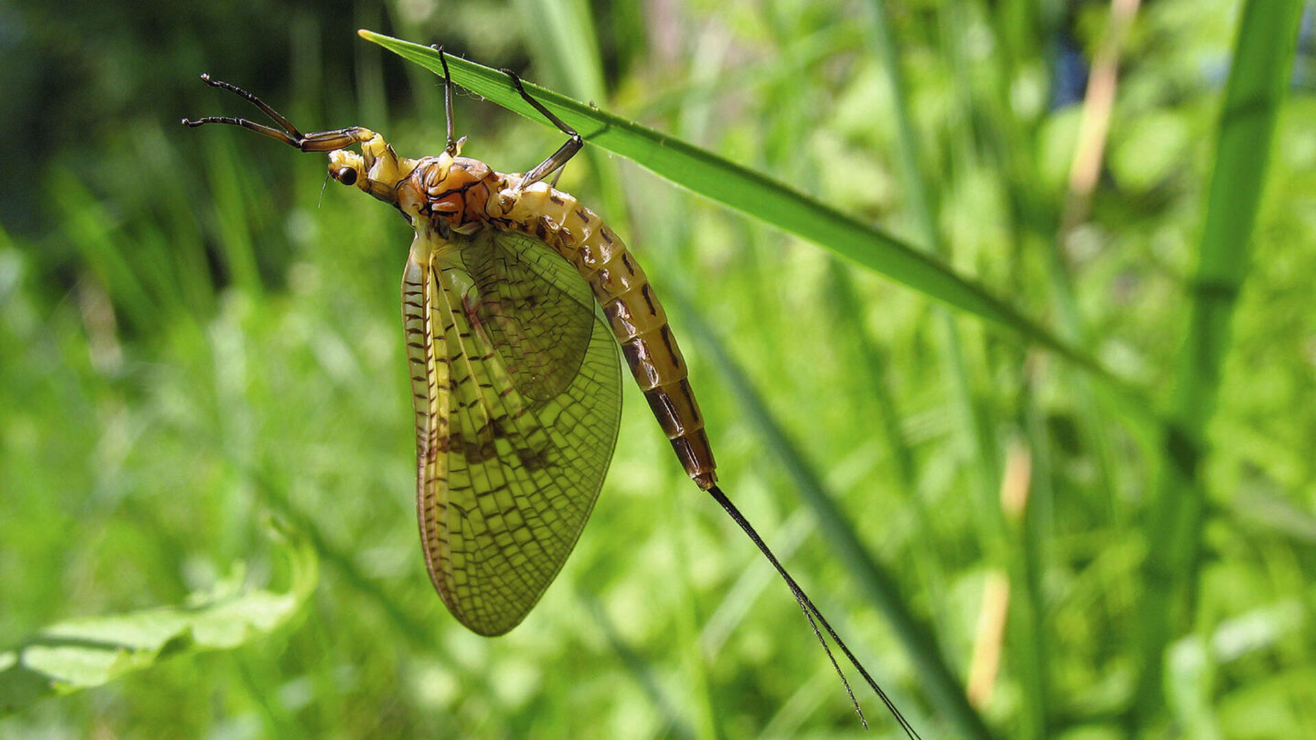 Kleine Insektenkunde