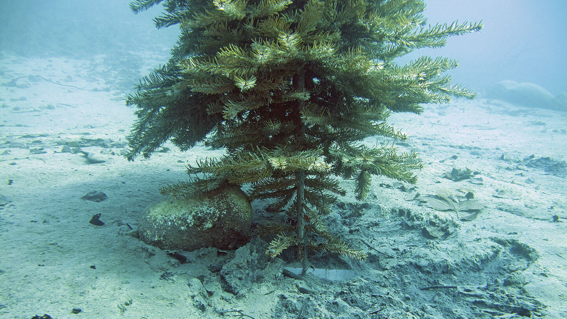 Eglibaumprojekt Thunersee