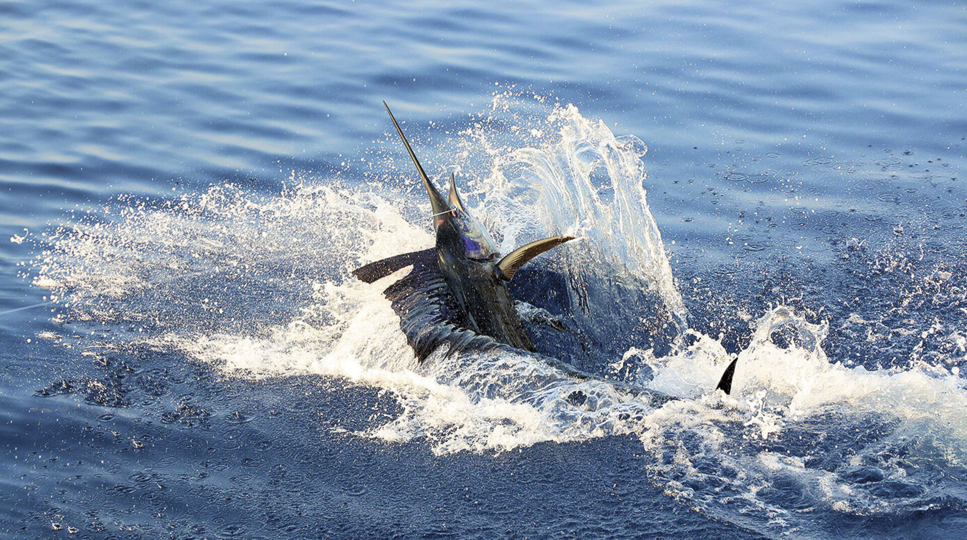 Dharavandhoo – Die Insel am Sailfish-Highway