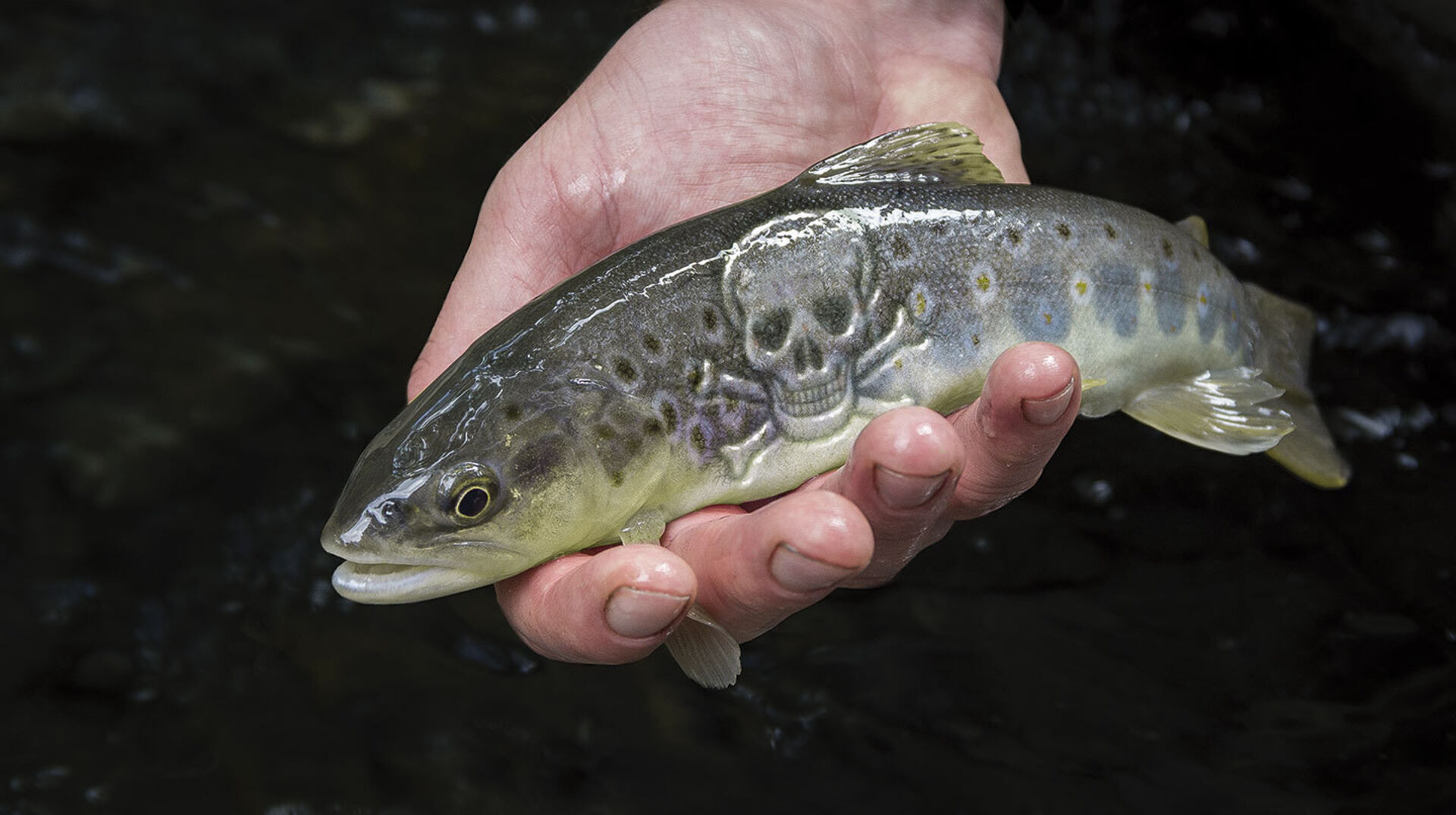 Unfruchtbare Fische wegen Pestiziden?