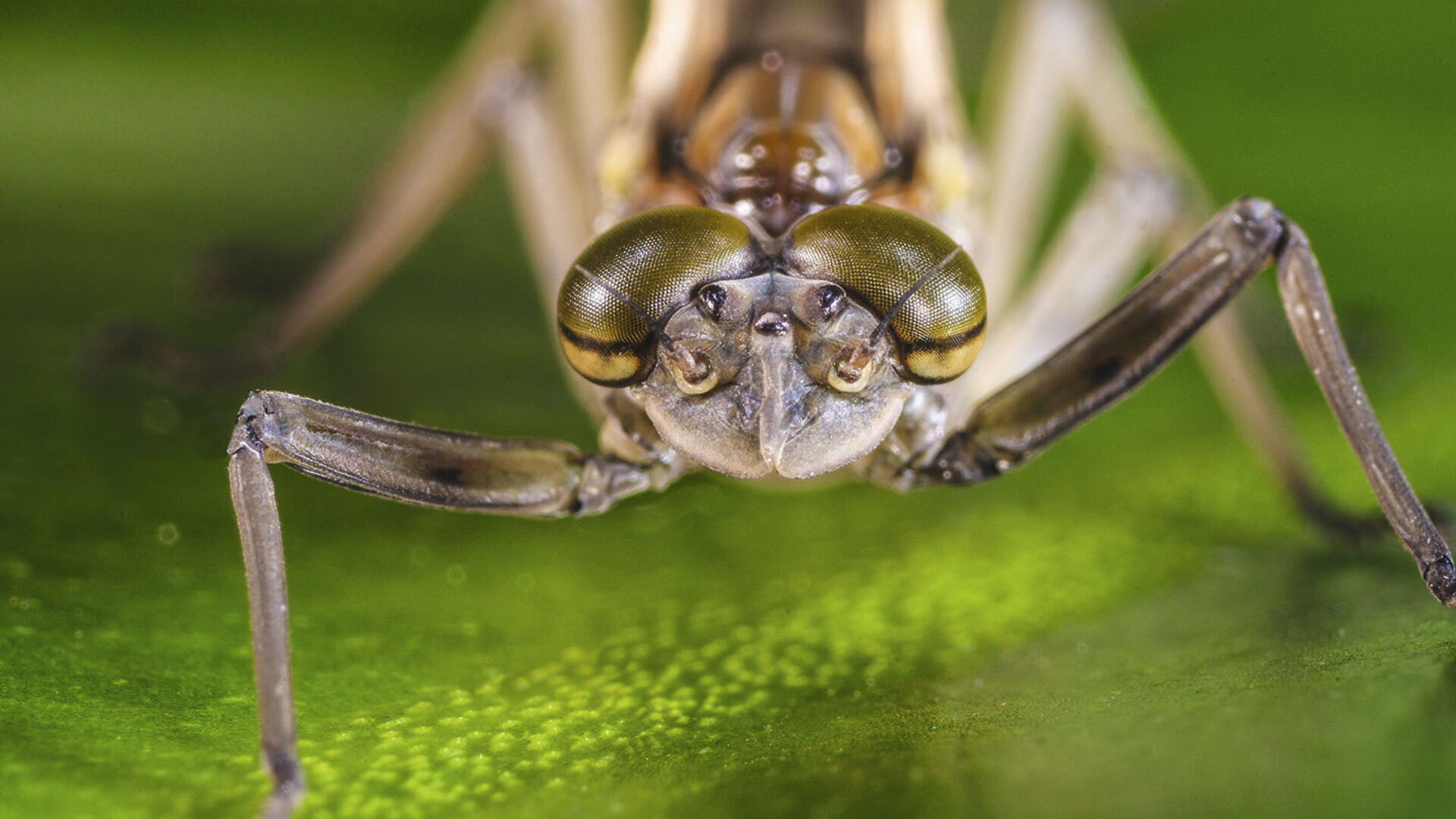 Das Geheimnis der unbekannten Fliege