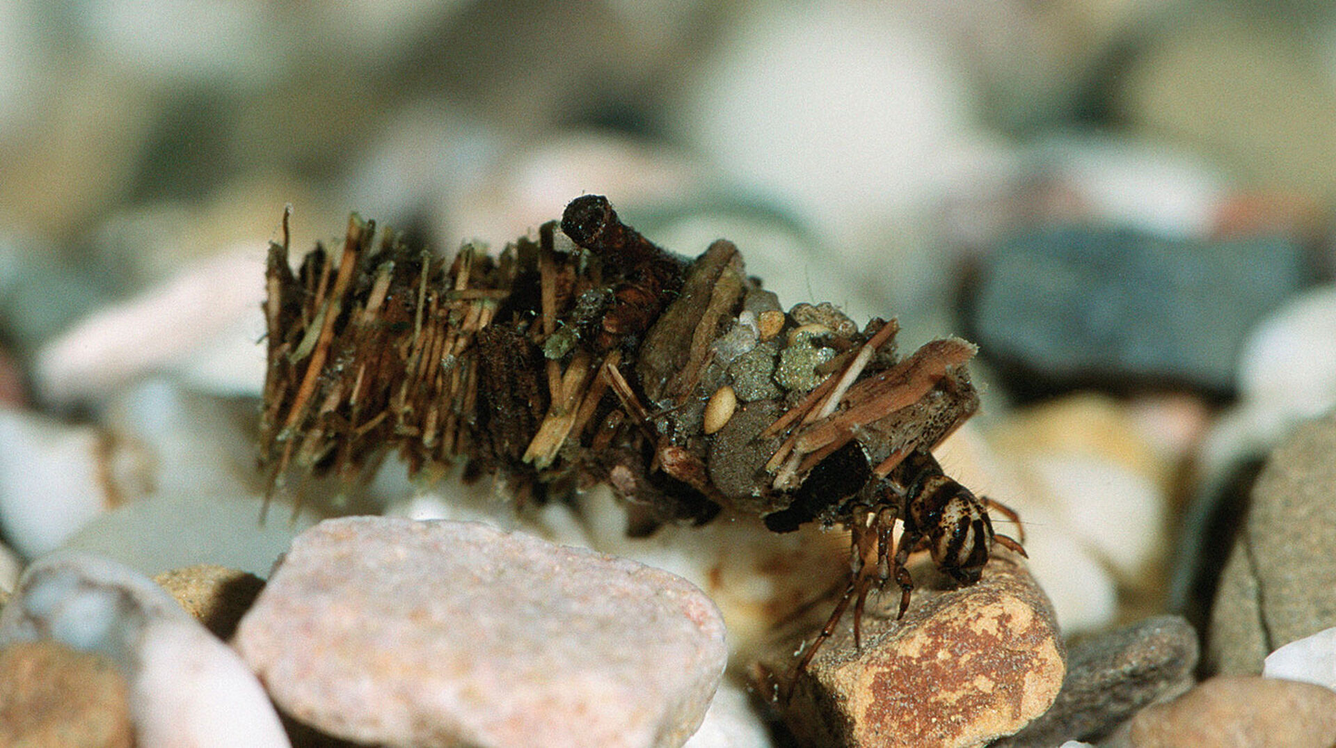 Die Leckerbissen unserer Fische