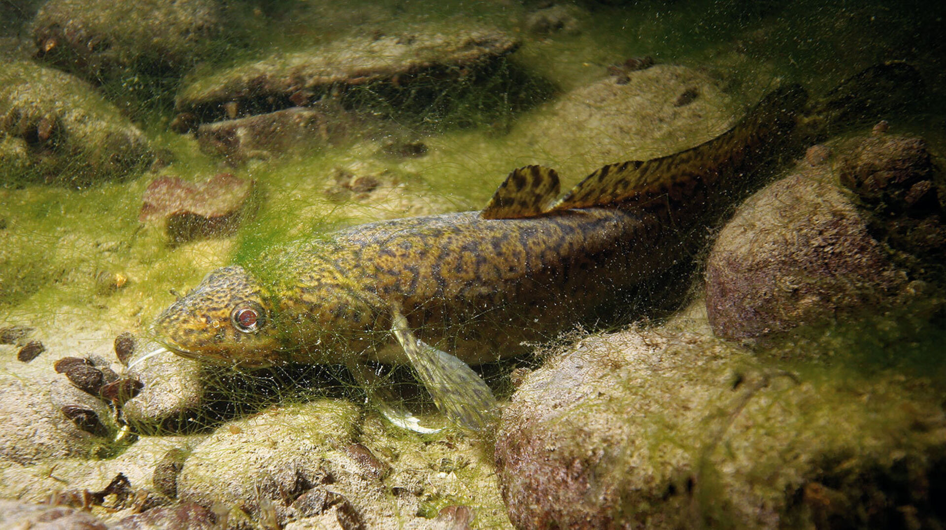 Trüschenfang im Fluss