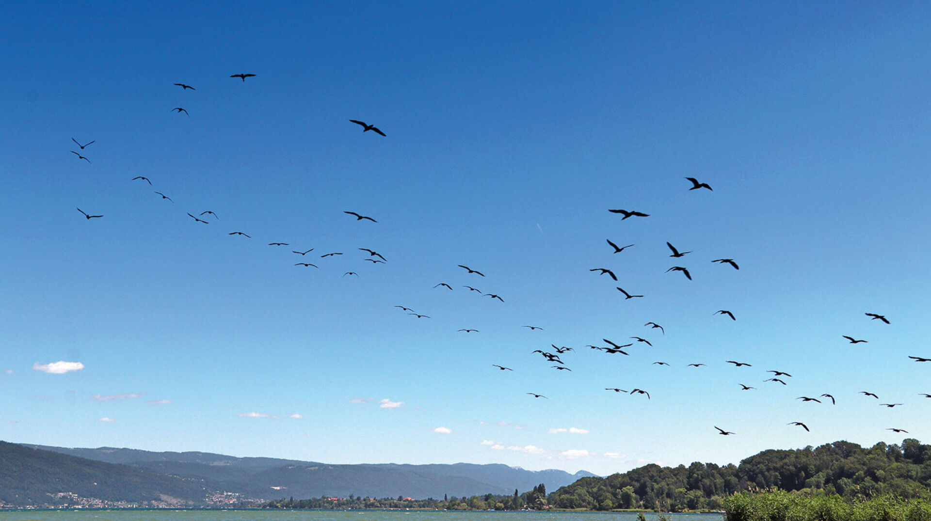 Immer Ärger mit dem Kormoran