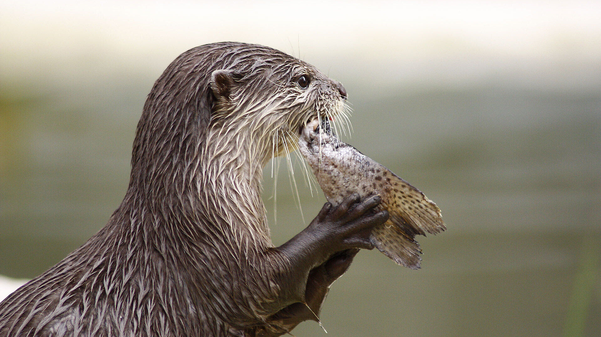 Fischotter [– Was wenn er kommt?]