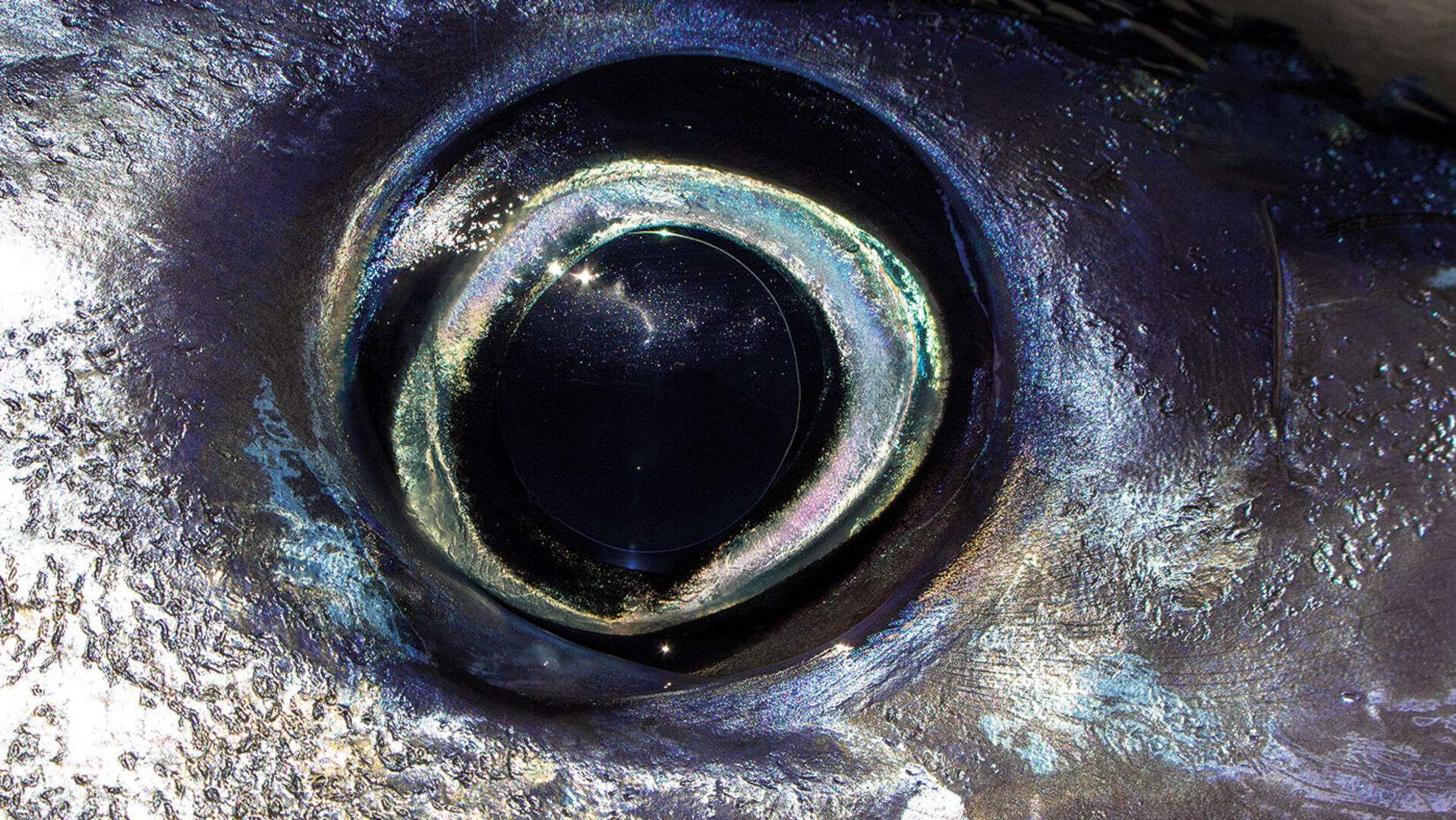 Auge in Auge mit den Fischen