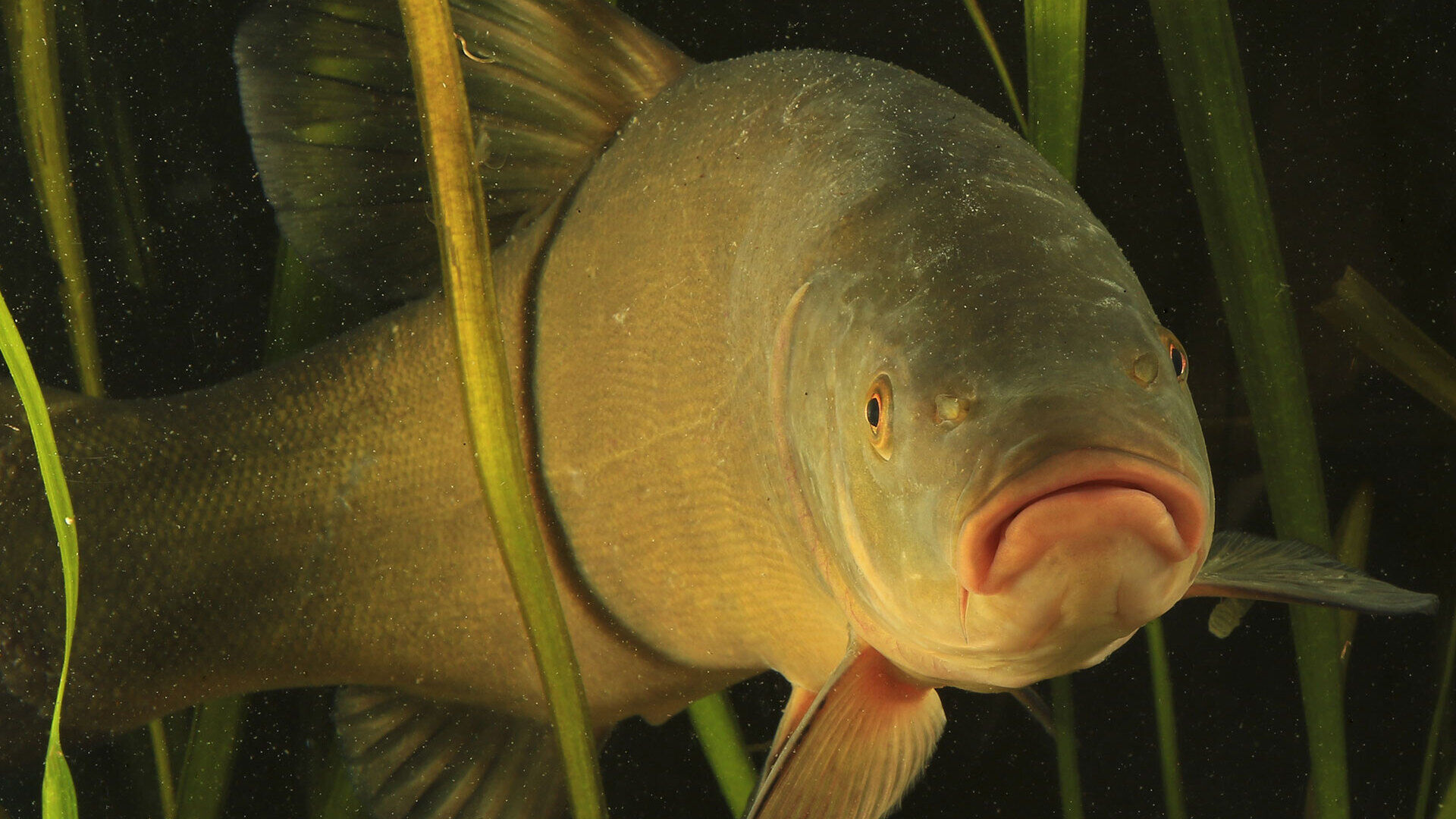 Das Geruchs- und Geschmacksorgan der Fische