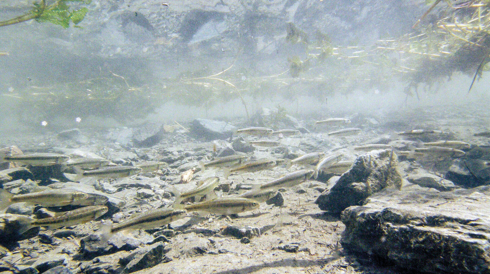 Die Fischinventur ist abgeschlossen