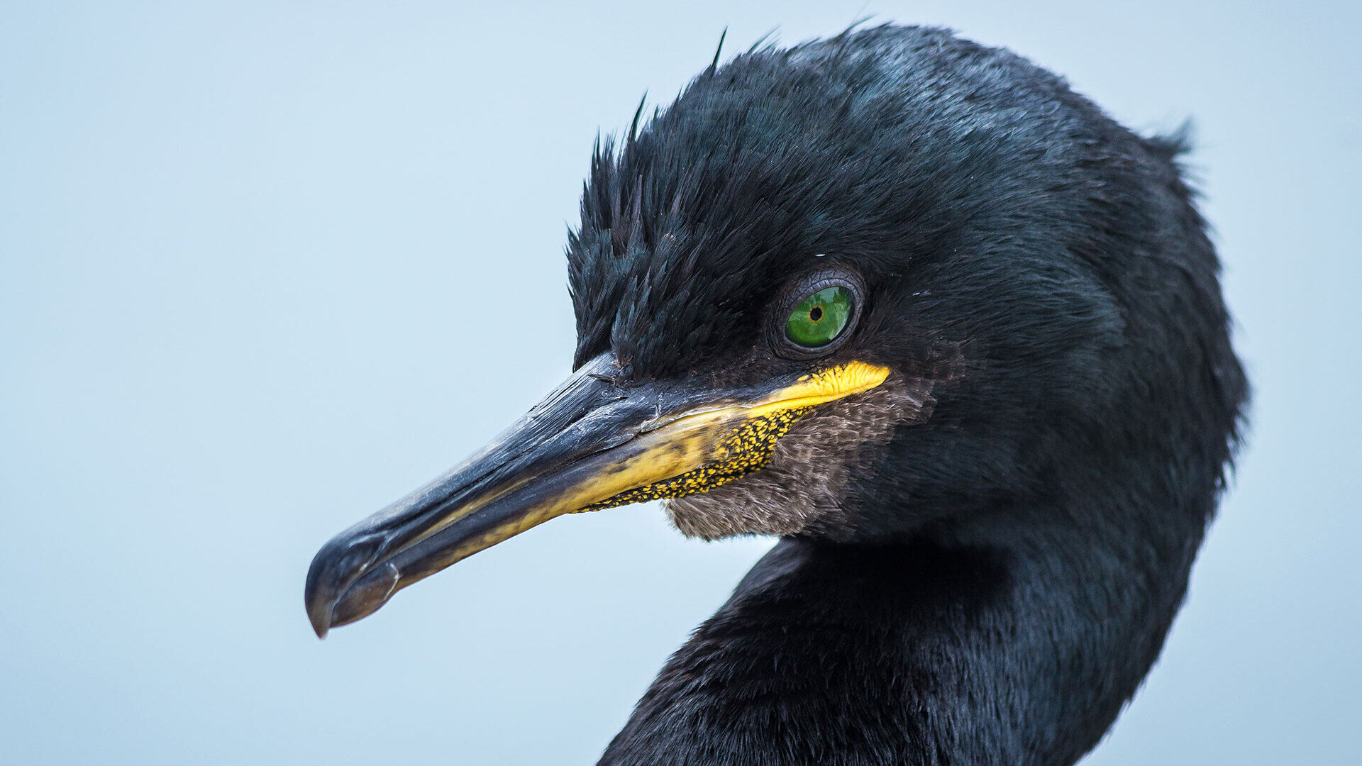 Deine Meinung zum Kormoran