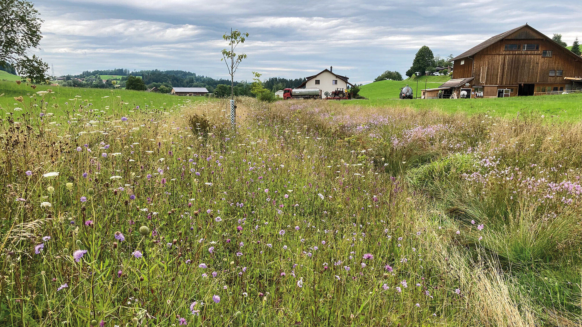 Ganzheitliche Revitalisierung von Kleingewässern [| Teil 2]