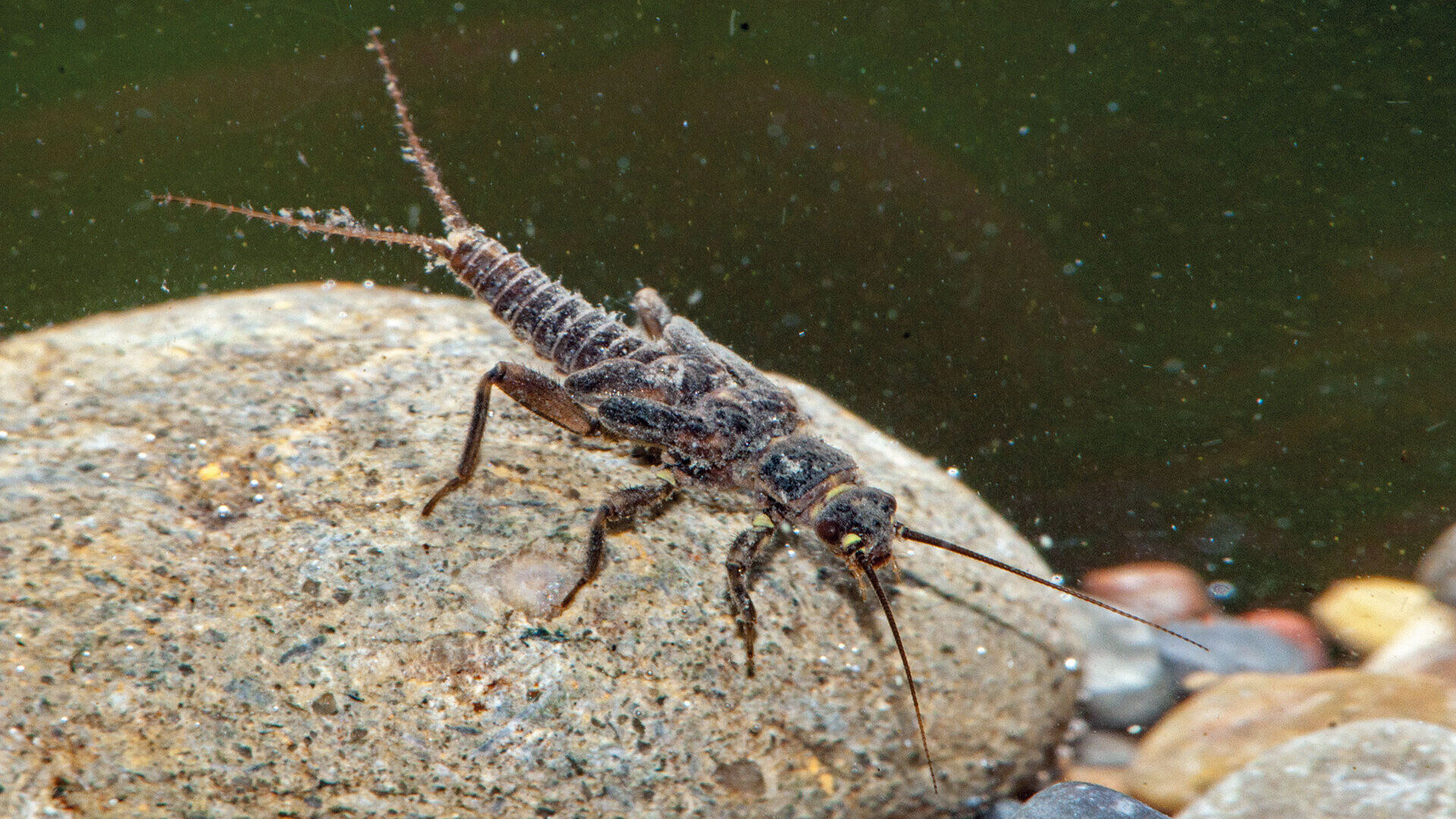 Gute Neuigkeiten von den Wasserinsekten