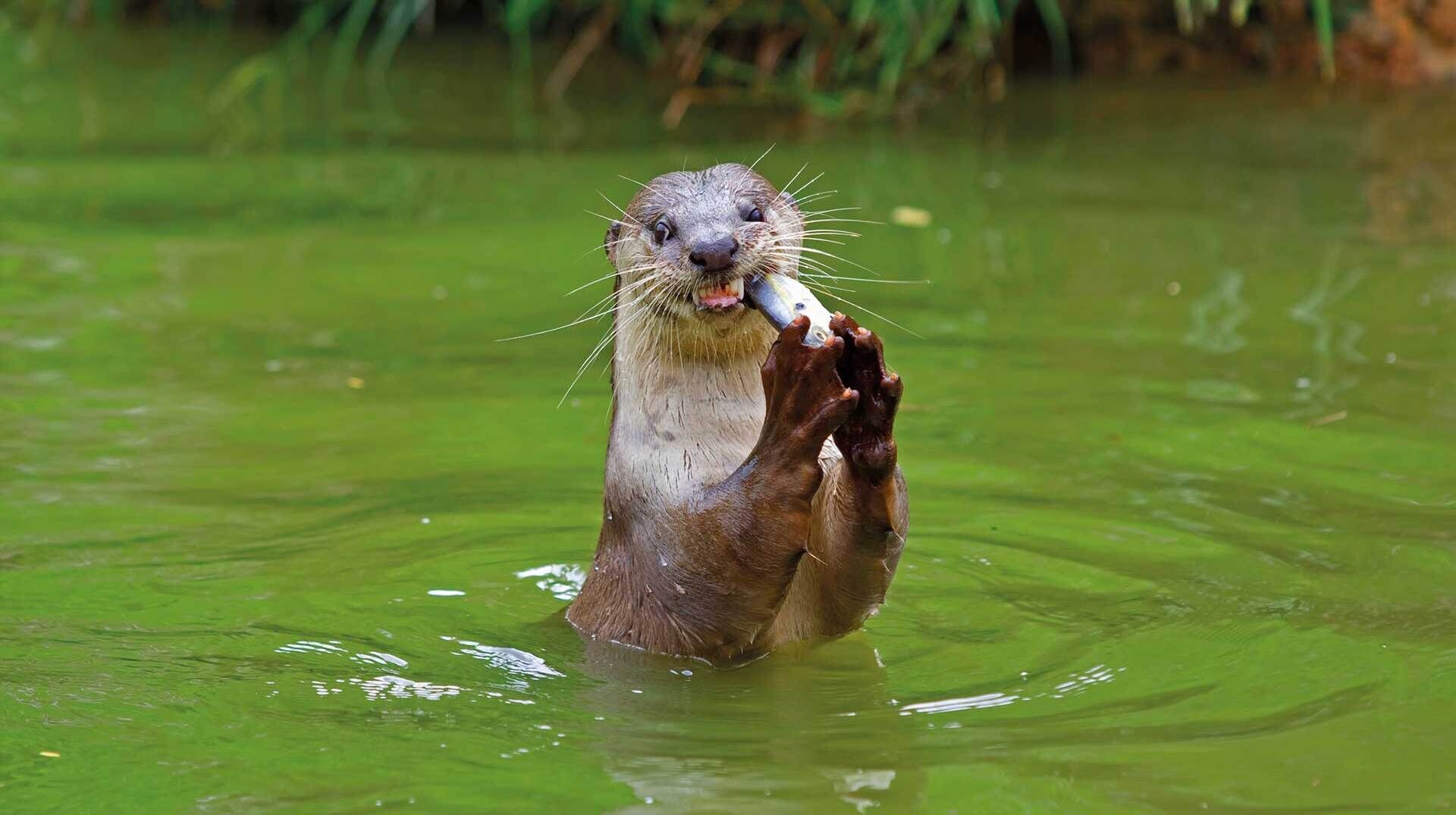 Grosse Gelassenheit beim Fischotter