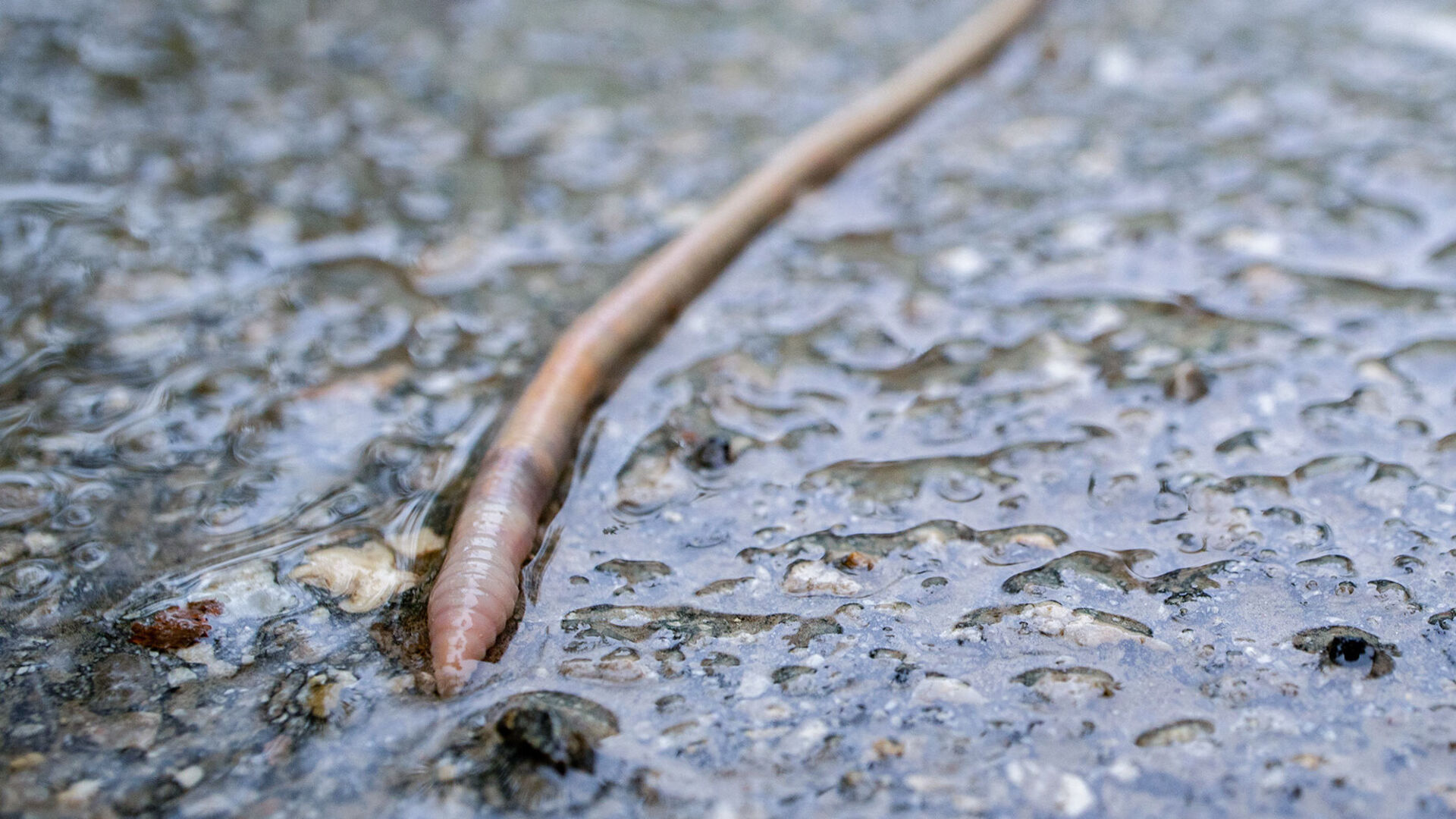 Naturköder für Selbstversorger