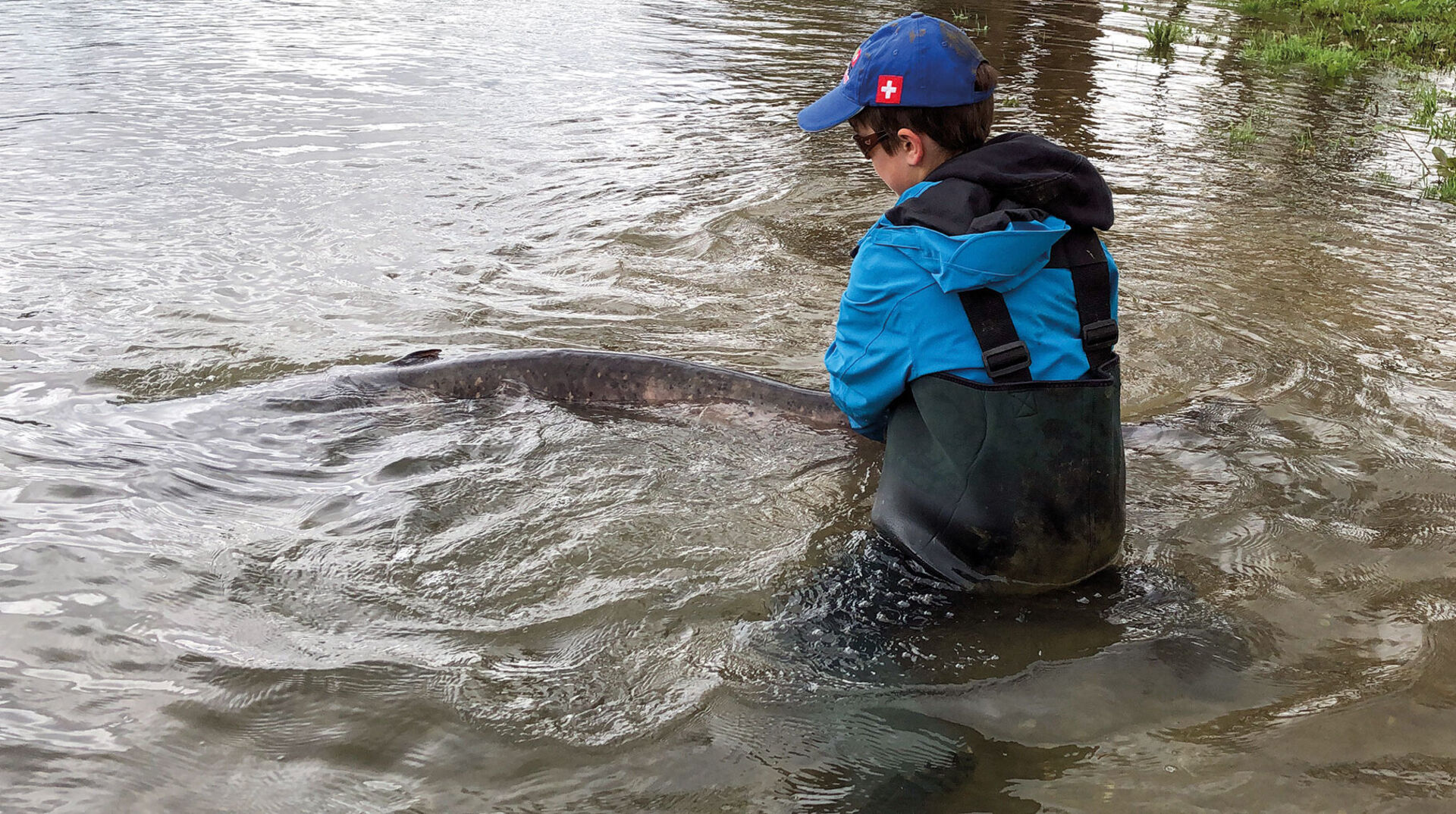 Spinnfischen auf Wels