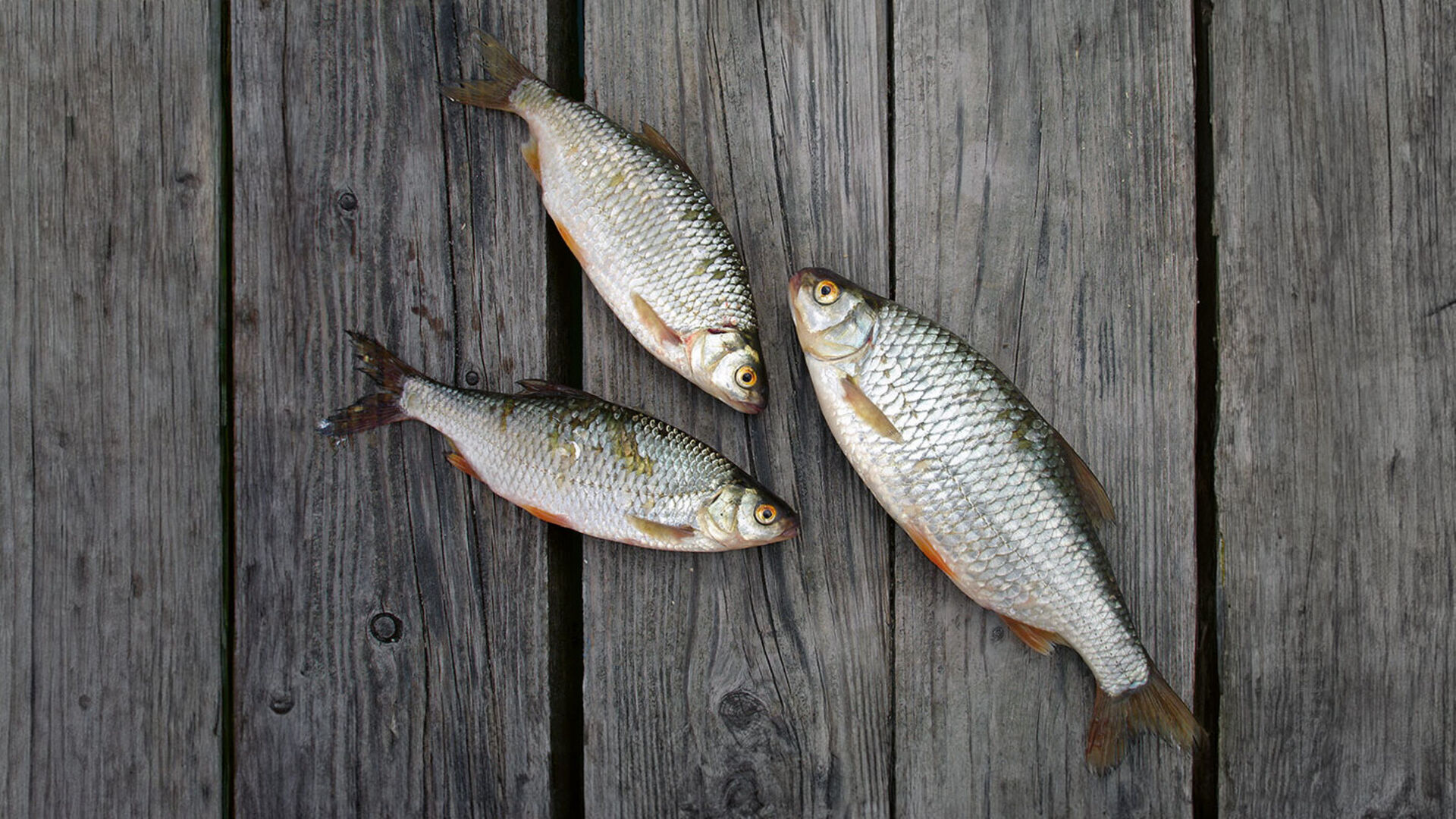 [Schwalen |] Ein Fisch für alle