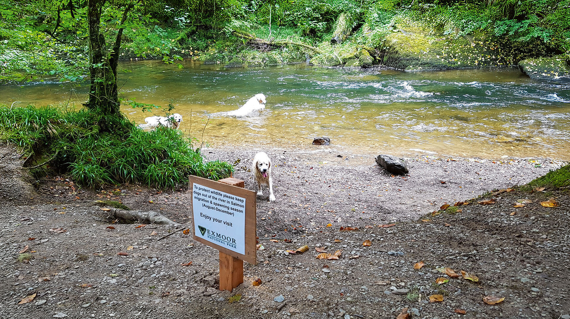 Flöhe töten Fische