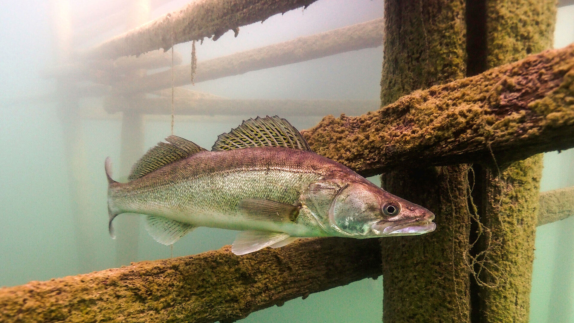 [Fisch des Jahres 2025:]</br>Der Zander
