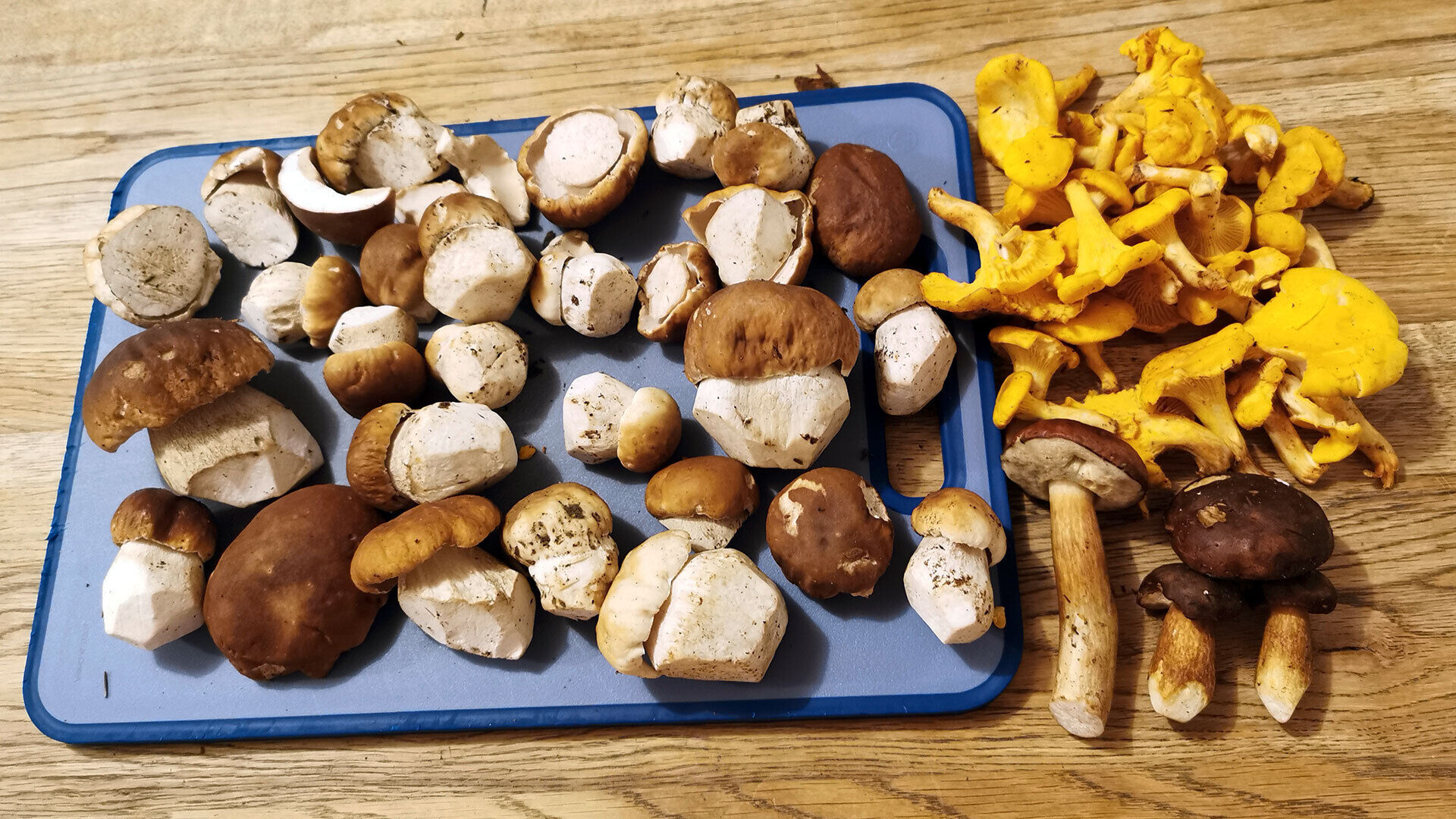 [Steinpilze & Eierschwämme:]</br>Mal sammeln statt jagen