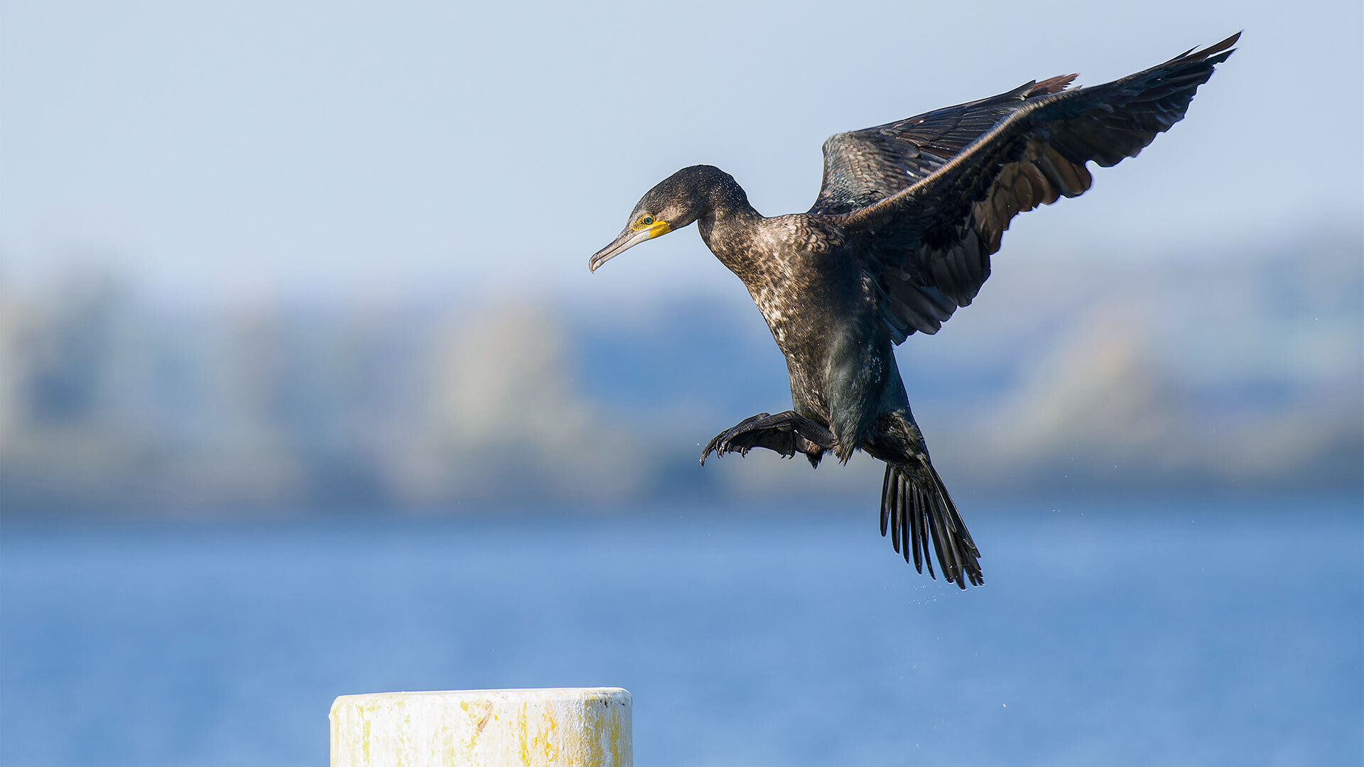 [Kormoran und Fischerei:] Ein ungelöstes Problem