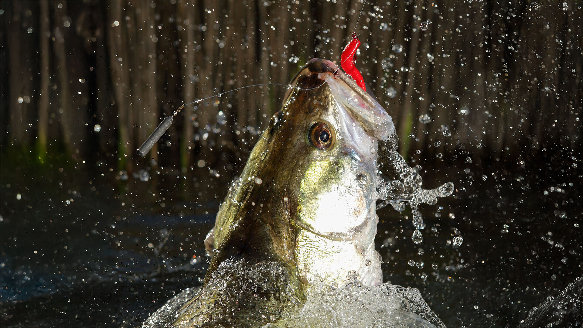 [Zander:] Wie wir Fischer ihren Charakter ändern