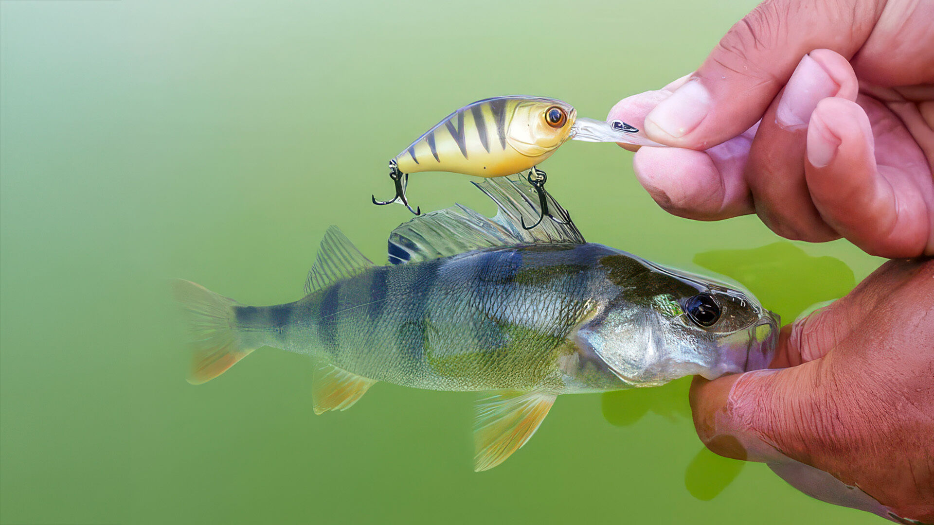 Raubfische: Artgenossen auf dem Speiseplan