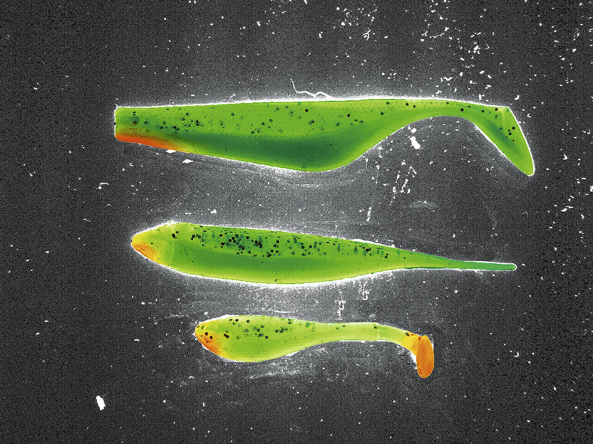 UV Licht der Schlüssel zum Fisch petriheil.ch Dein Schweizer