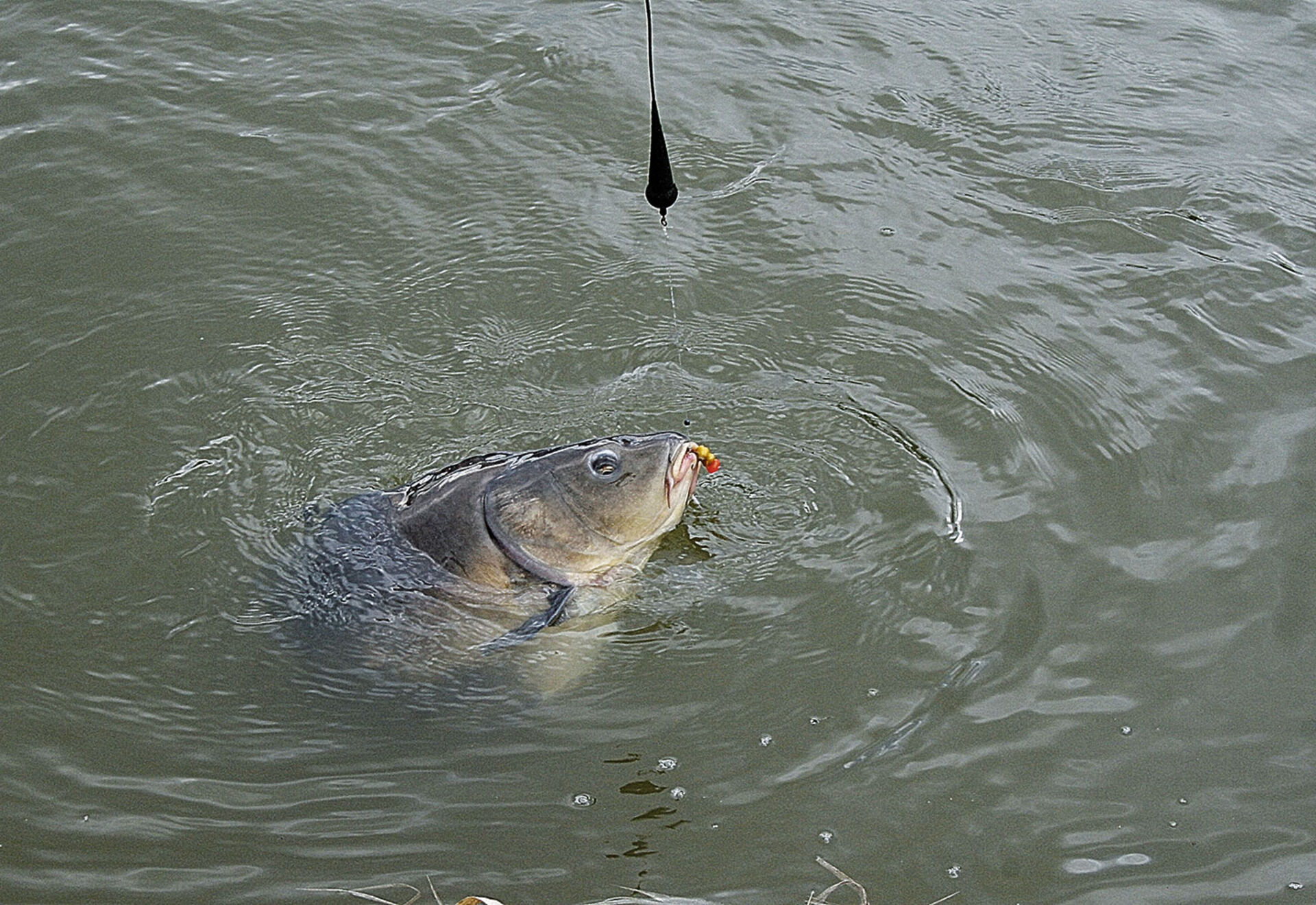 7 Karpfenfischer-Sünden | petri-heil.ch | Dein Schweizer Fischereimagazin