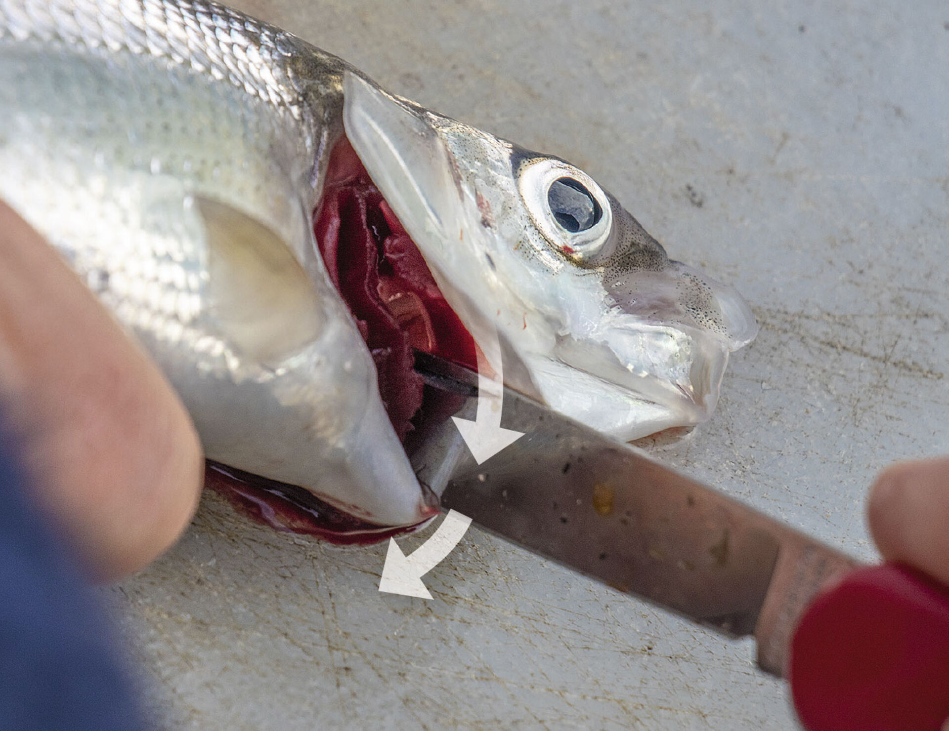 Kiemenschnitt Wie Geht Das Genau Petri Heil Ch Dein Schweizer Fischereimagazin