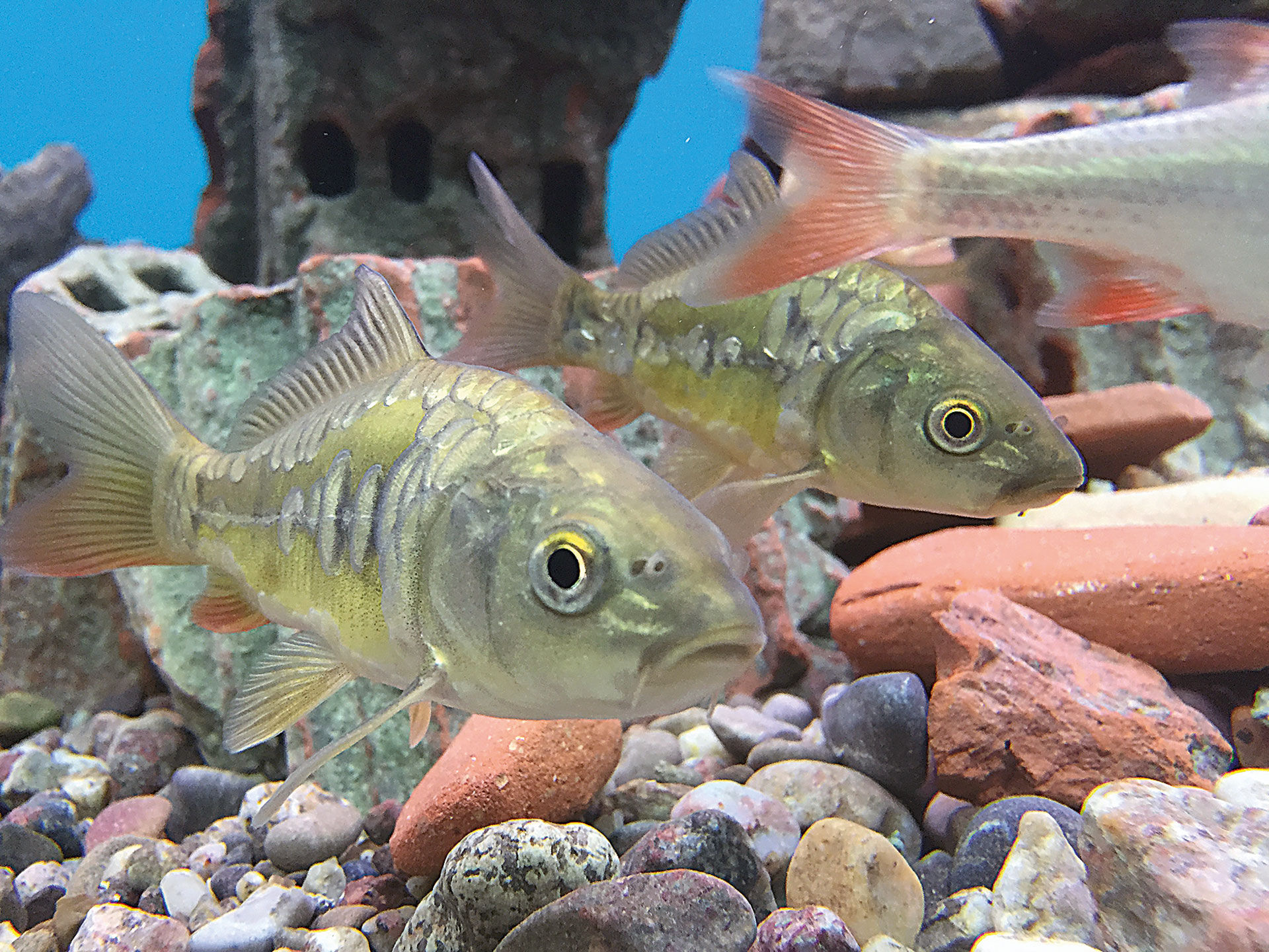 Kaltwasseraquarium mit einheimischen Fischen | petri-heil.ch | Dein