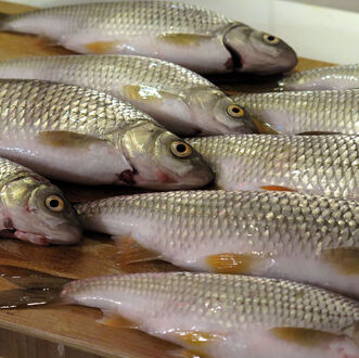 «Wir konsumieren die falschen Fische!»