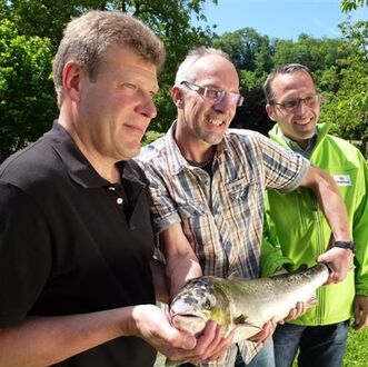 Der erste Lachs in Rheinfelden