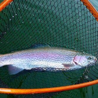 Lac de la Moselotte – Winter-Asyl für Fliegenfischer