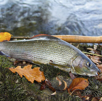 Herbstliches Fliegenfischen